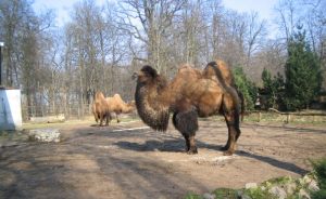 KaunasZoo-wikimedia Kupranugaris Kauno zoologijos sode (c) Wikimedia Commons archyvo nuotr.