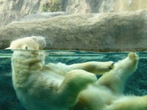 polar_bear_sxc (c) Stock.xchng archyvo nuotr.