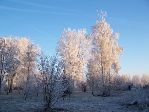 1155255_winter (c) sxc.hu