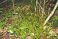 Sporinis_Augalas_Statusis_atgiris_-_Huperza_selago_wiki Wikimedia Commons archyvo nuotr.