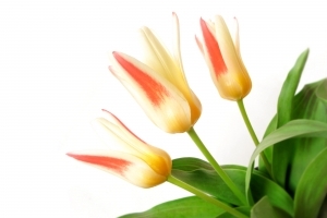 tulpes_sxc (c) Stock.xchng archyvo nuotr.