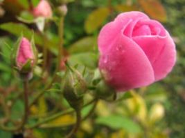 roze_sxc (c) stock.xchng archyvo nuotr.