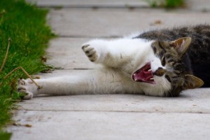 Išrink skanduotę Lietuvos krepšinio rinktinei! Išrink skanduotę Lietuvos krepšinio rinktinei!